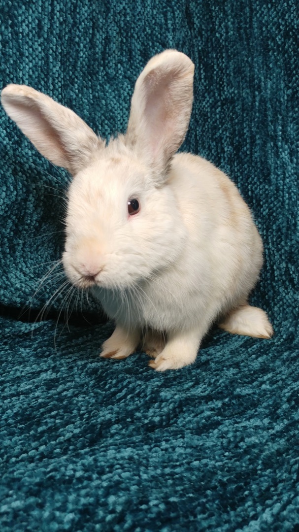 Winslow, a Adoptable Bunny Rabbit in Lake Elsinore, CA image 2/5