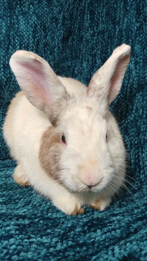 Winslow, a Adoptable Bunny Rabbit in Lake Elsinore, CA image 3/5