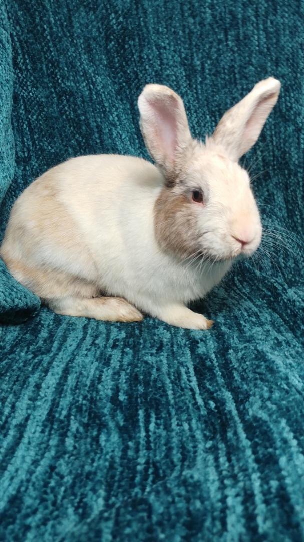 Winslow, a Adoptable Bunny Rabbit in Lake Elsinore, CA image 5/5