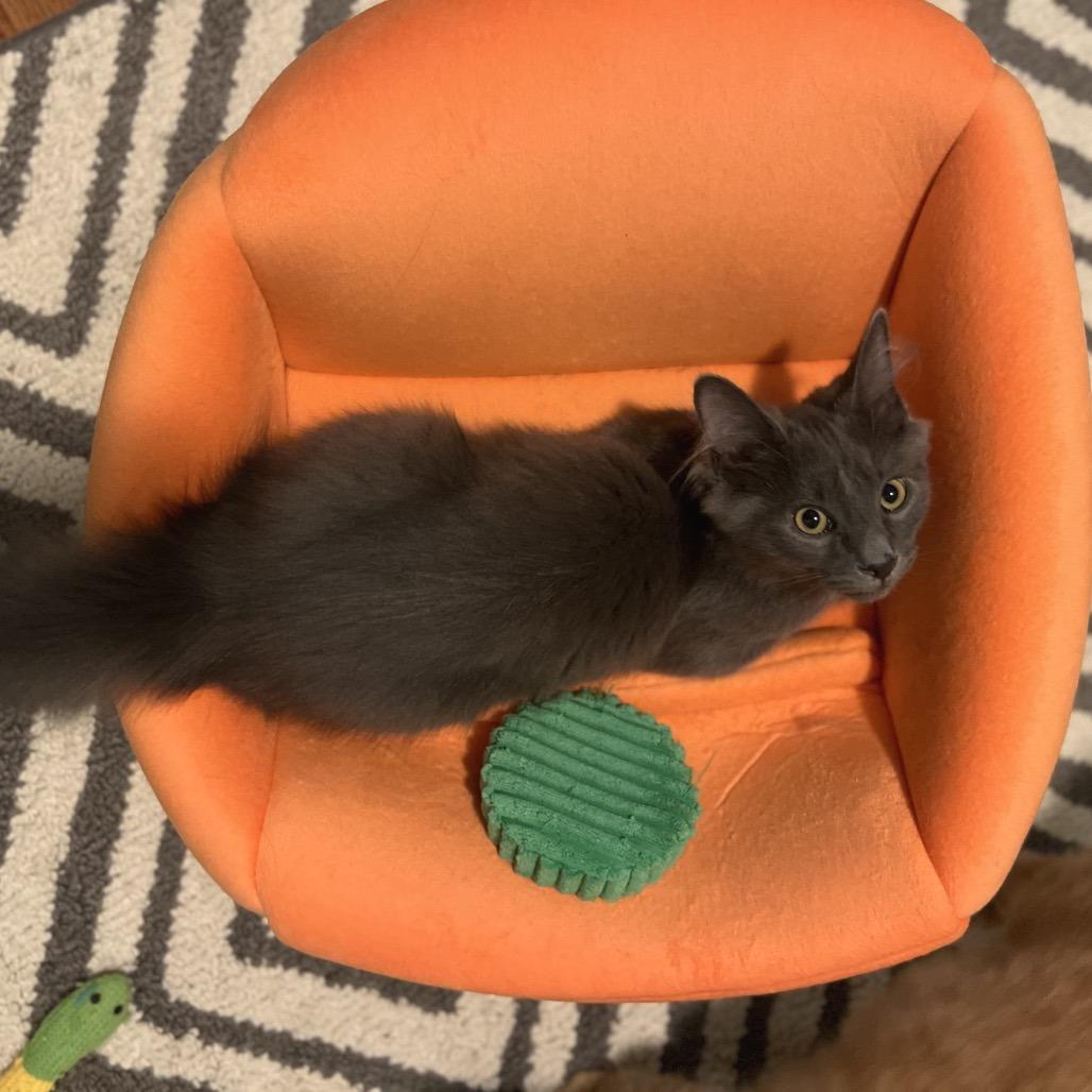 Enlarge Applejack, a Adoptable Domestic Long Hair in Gibsonia, PA image 1/6