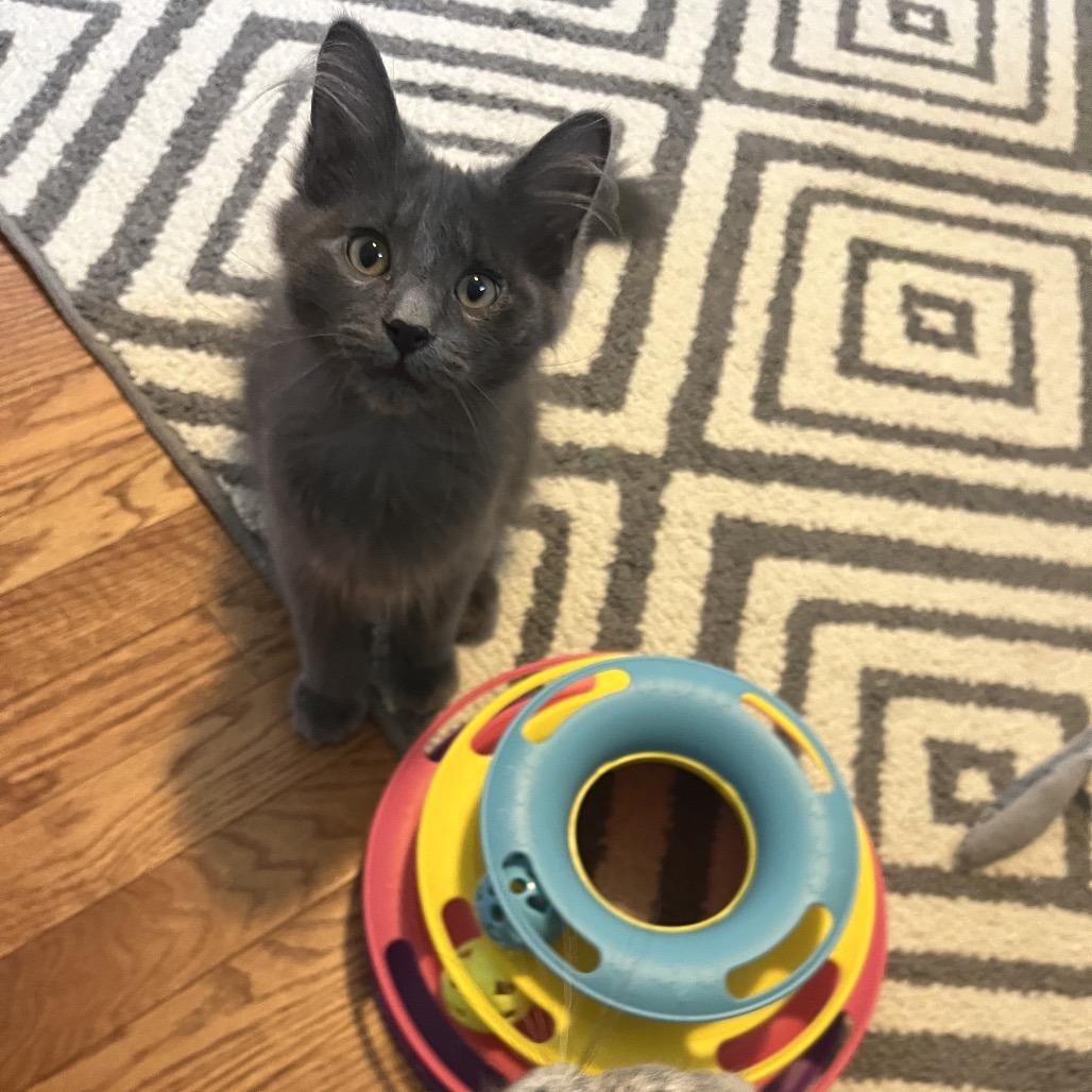 Enlarge Applejack, a Adoptable Domestic Long Hair in Gibsonia, PA image 2/6