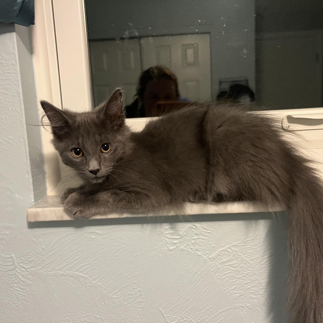 Enlarge Applejack, a Adoptable Domestic Long Hair in Gibsonia, PA image 3/6