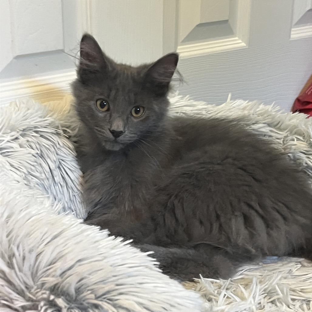 Enlarge Applejack, a Adoptable Domestic Long Hair in Gibsonia, PA image 4/6