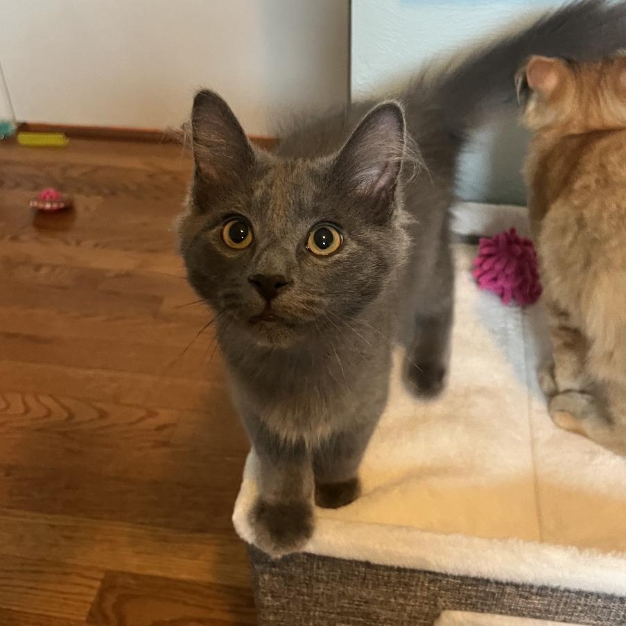 Enlarge Applejack, a Adoptable Domestic Long Hair in Gibsonia, PA image 5/6