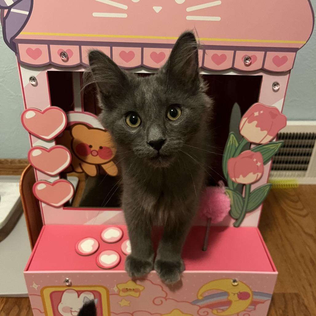Enlarge Applejack, a Adoptable Domestic Long Hair in Gibsonia, PA image 6/6