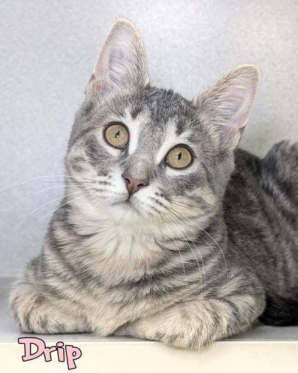 Drip, Adoptable, Kitten Female Domestic Short Hair & Domestic Short Hair.