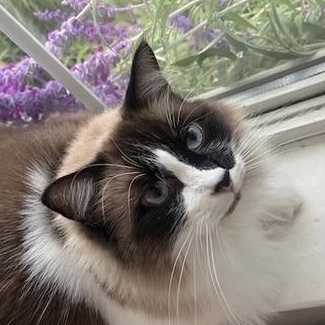 Enlarge Neap, an adopted Siamese in Santa Rosa, CA image 1/1