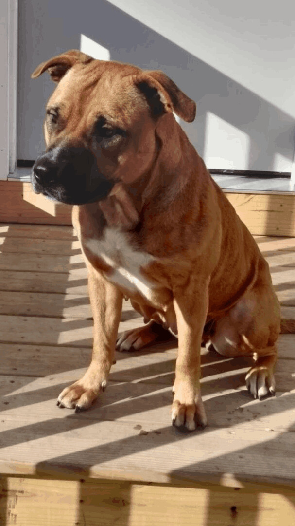 Enlarge Virginia, a Adoptable mixed breed in Silver Spring, MD image 6/6