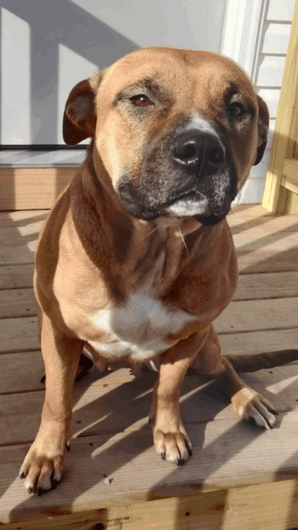 Enlarge Virginia, a Adoptable mixed breed in Silver Spring, MD image 5/6