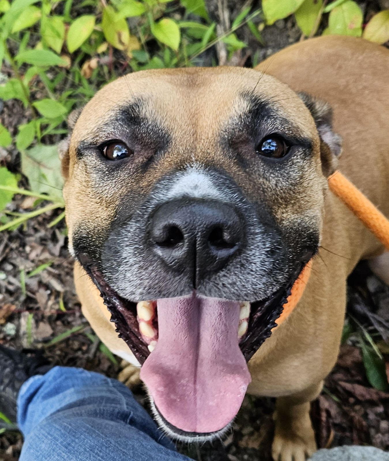 Enlarge Virginia, a Adoptable mixed breed in Silver Spring, MD image 1/6