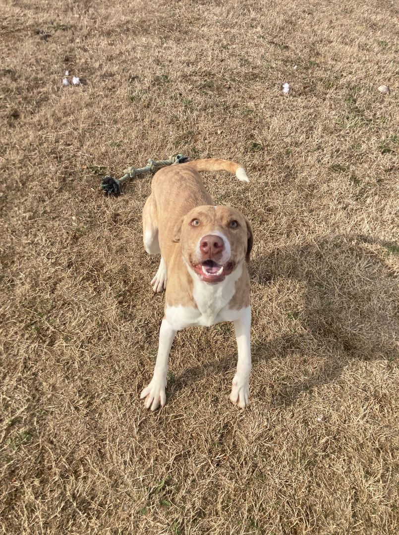 Bingo, Adoptable, Adult Male Labrador Retriever.