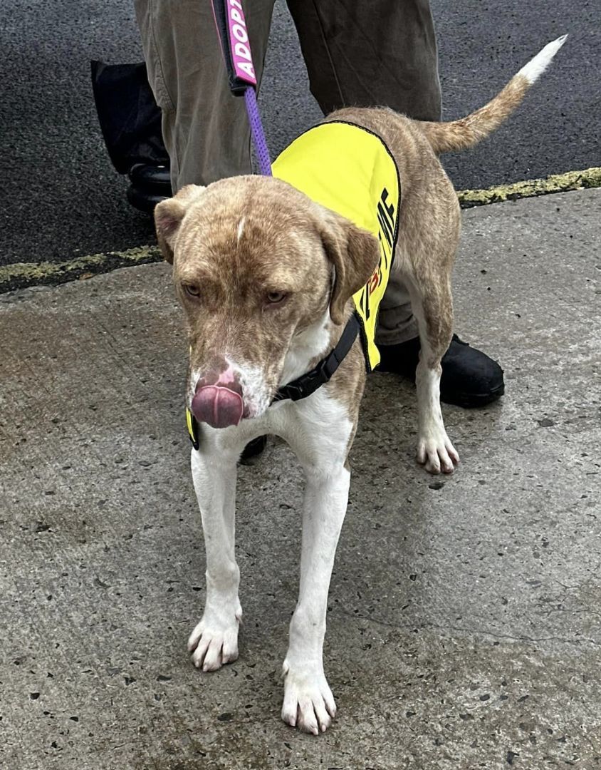 Bingo, a Adoptable mixed breed in Tullahoma, TN image 2/6