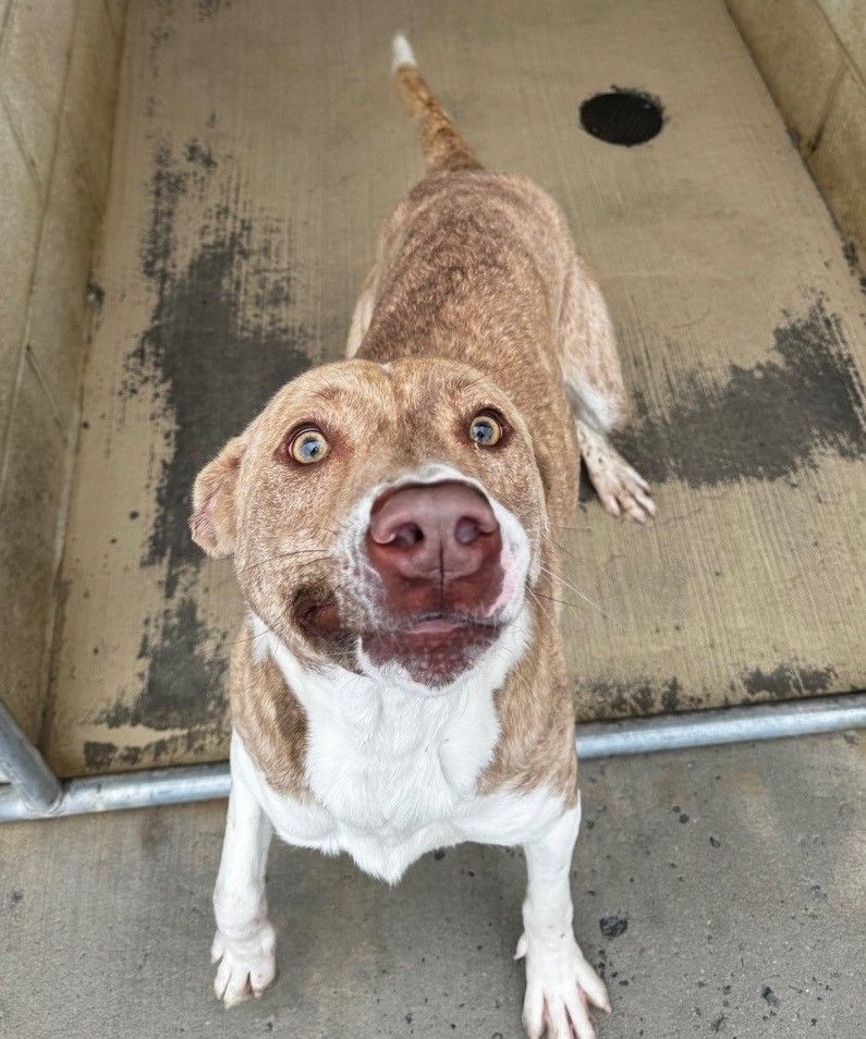 Bingo, a Adoptable mixed breed in Tullahoma, TN image 3/6
