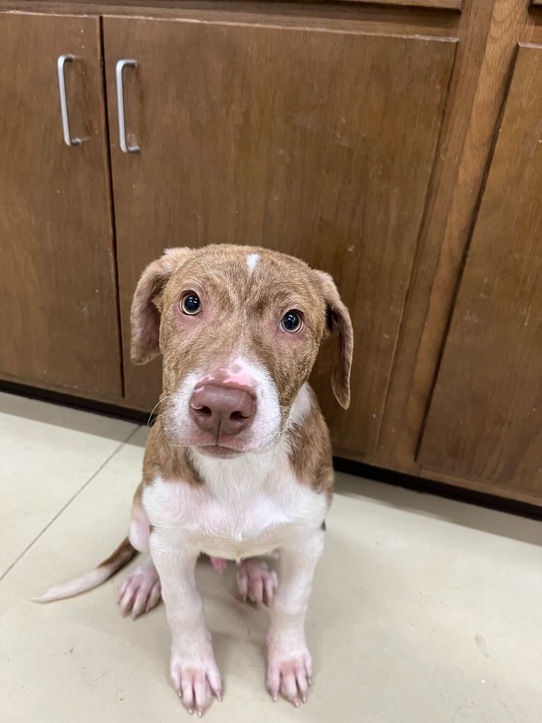 Bingo, a Adoptable mixed breed in Tullahoma, TN image 4/6