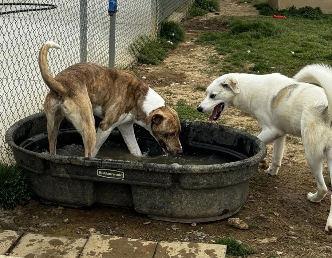 Bingo, a Adoptable mixed breed in Tullahoma, TN image 5/6