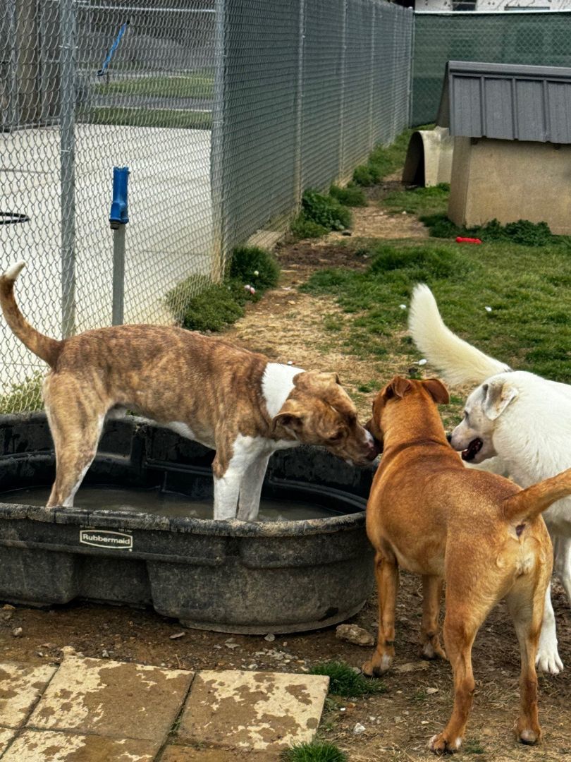 Bingo, a Adoptable mixed breed in Tullahoma, TN image 6/6