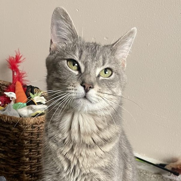 Julie, a Adoptable Domestic Short Hair in Philadelphia, PA image 2/2