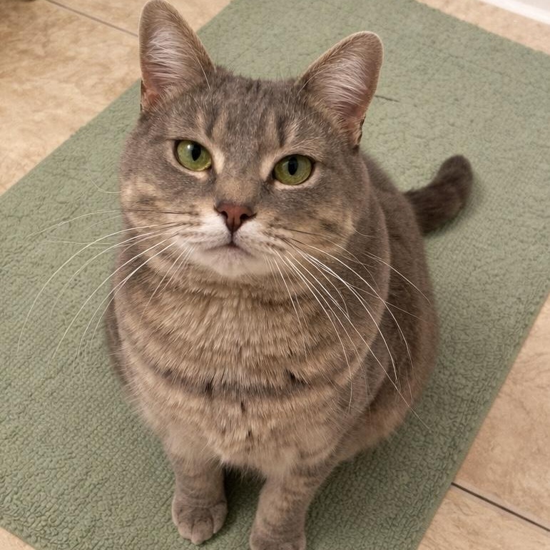 Julie, Adoptable, Young Female Domestic Short Hair.