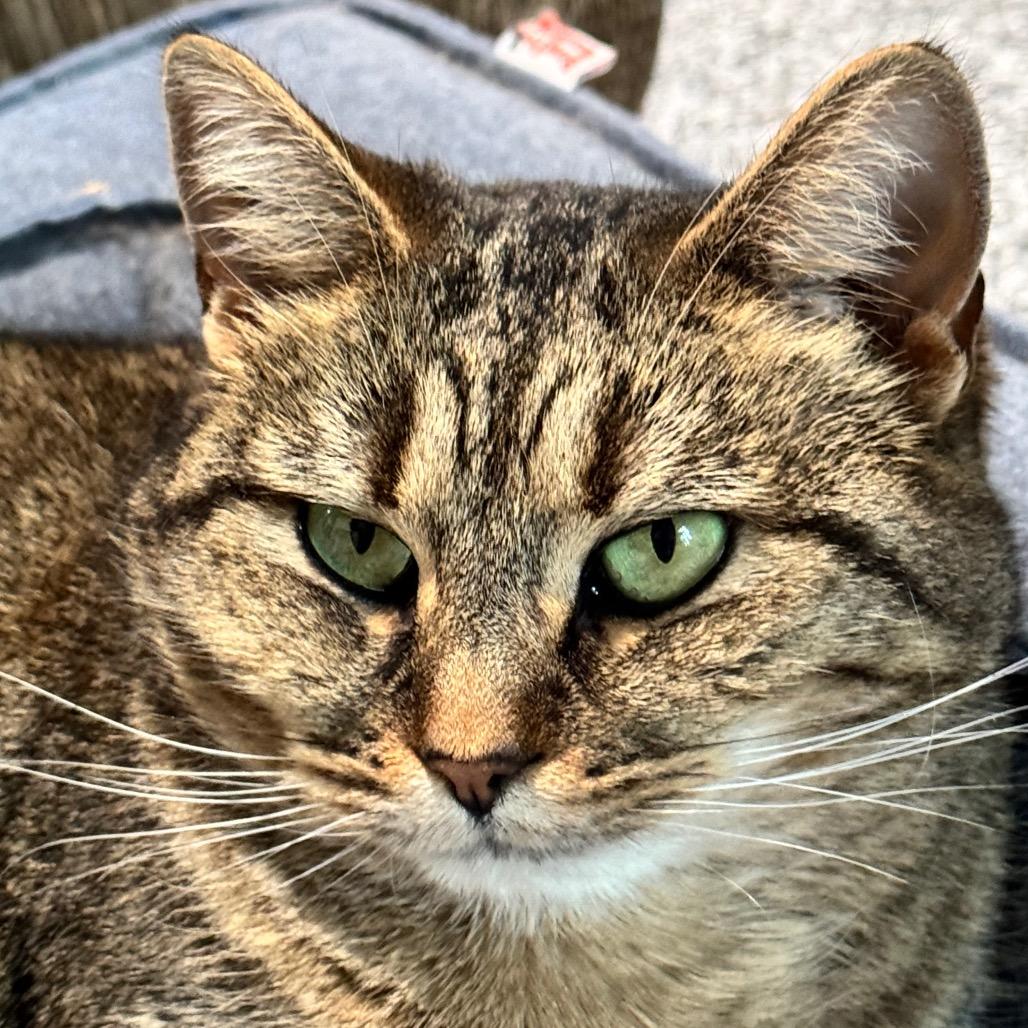 Tinsel 1 — thumbnail 2