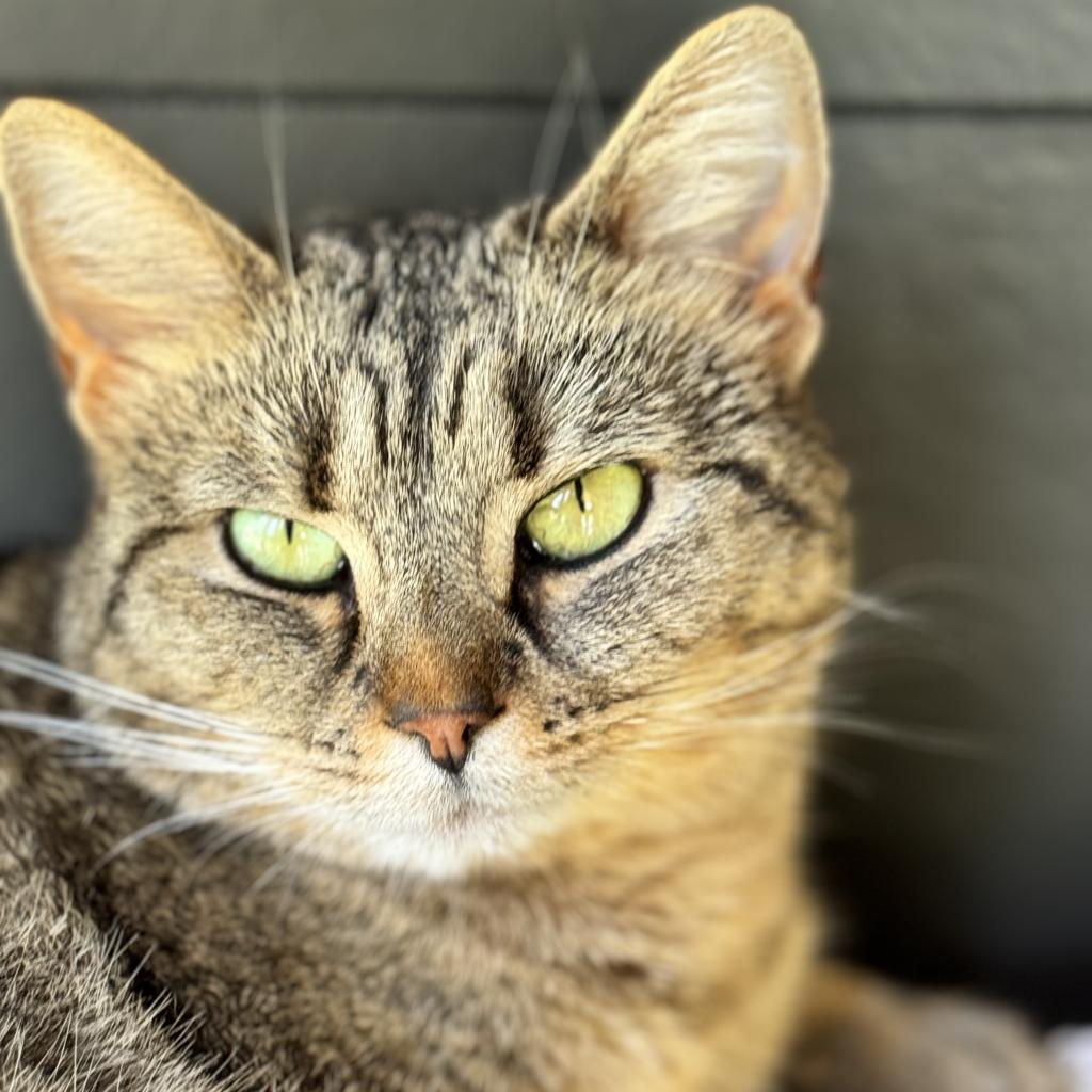 Tinsel 1 — thumbnail 3