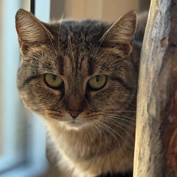 Tinsel 1 — thumbnail 4