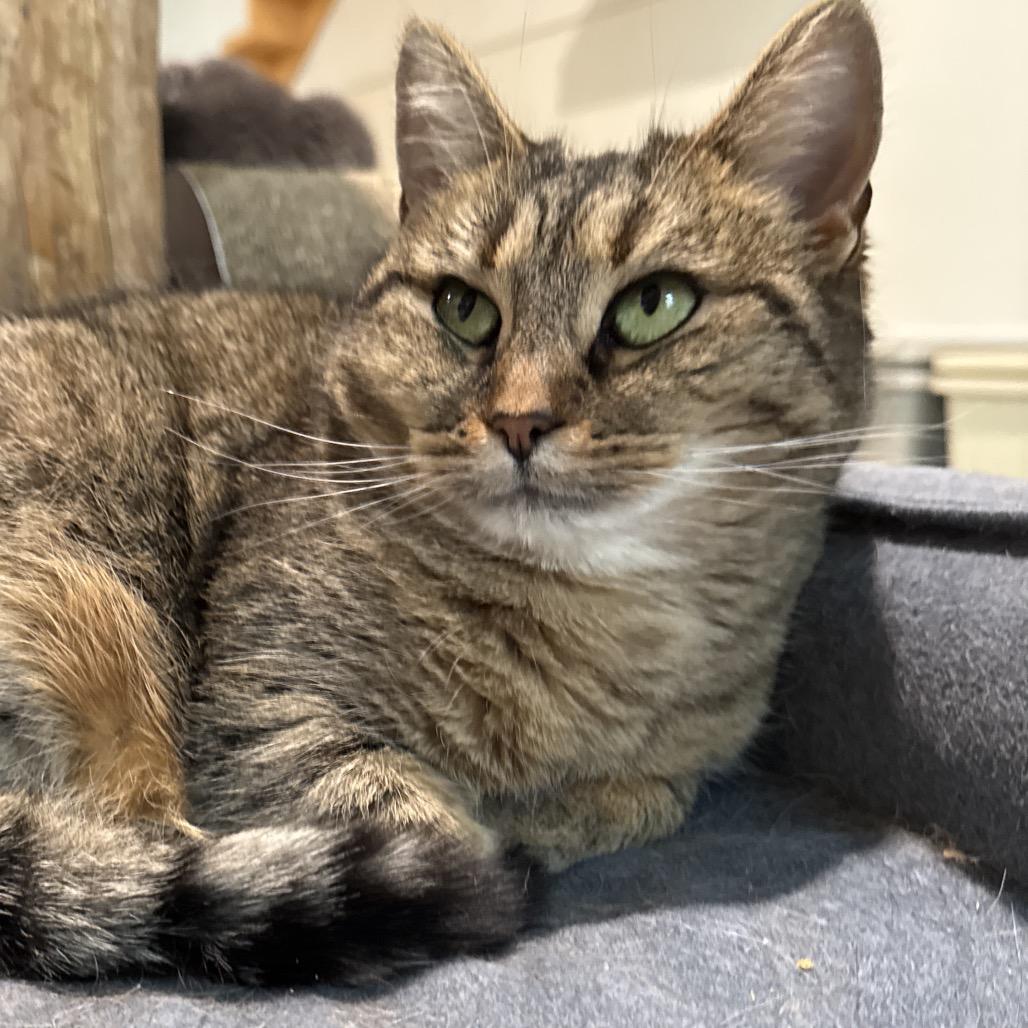 Tinsel 1 — thumbnail 5