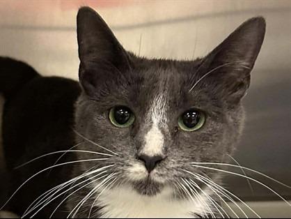 CHIEF OF ENGINEERING, Adoptable, Young Female Domestic Short Hair.