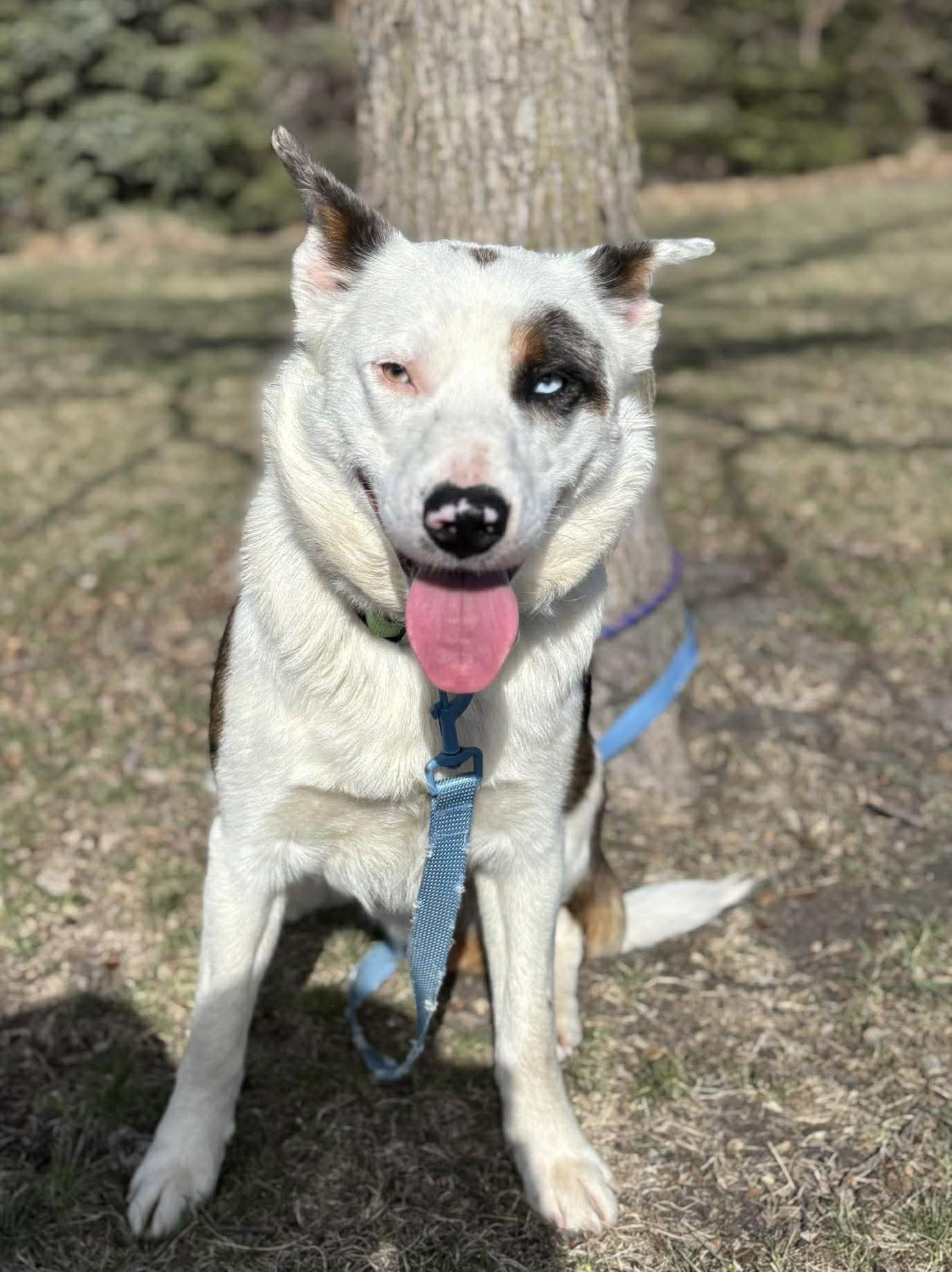 Enlarge Rowan, a ADOPTABLE mixed breed in Maryville, MO image 4/4