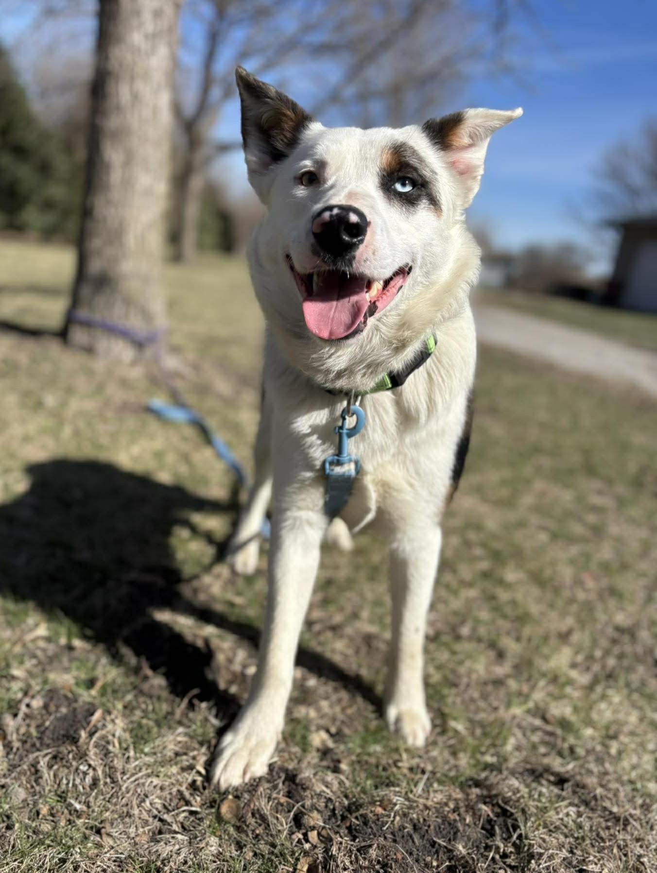 Enlarge Rowan, a ADOPTABLE mixed breed in Maryville, MO image 2/4