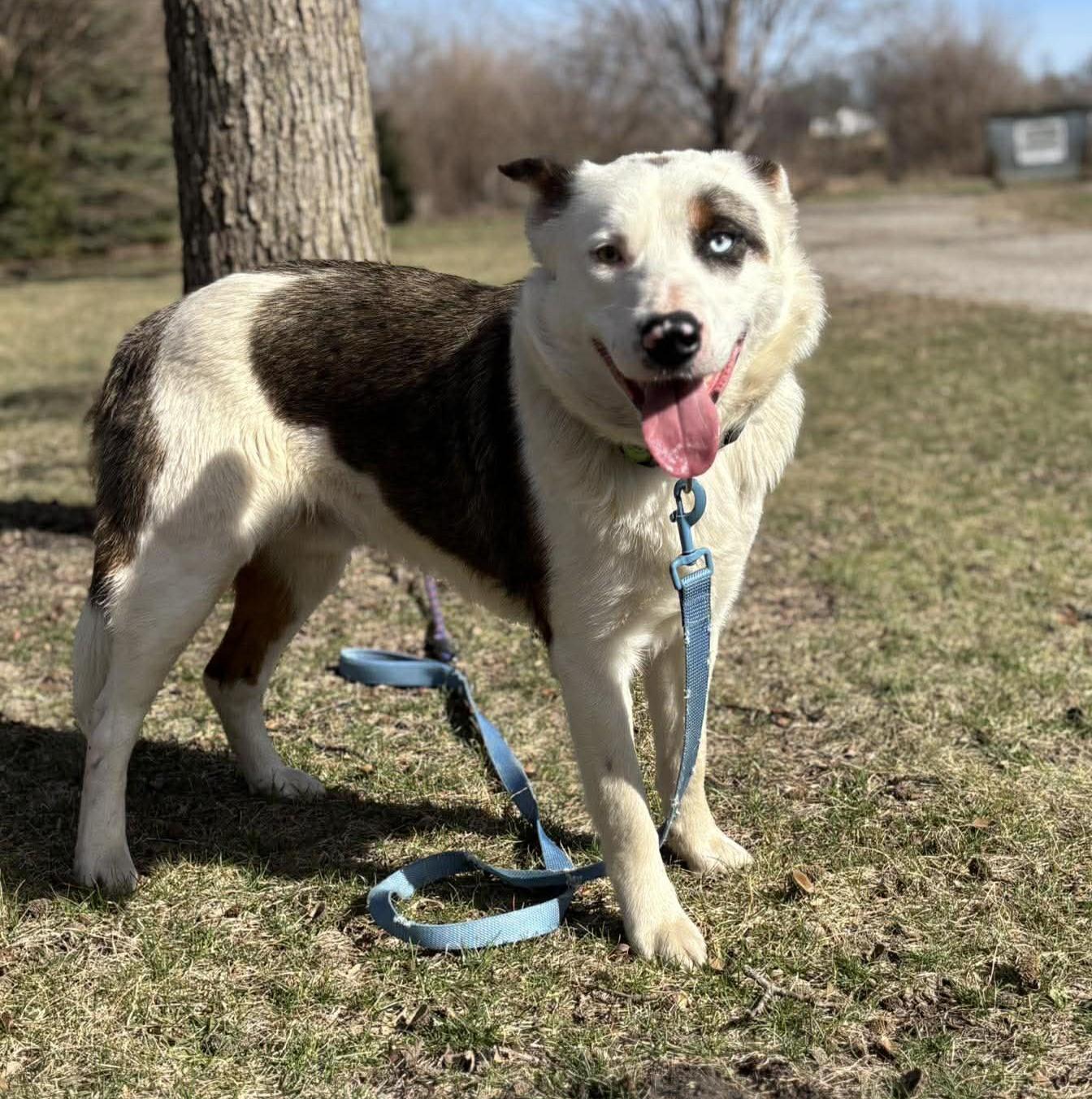 Rowan, ADOPTABLE, Young Male Australian Cattle Dog / Blue Heeler & Australian Shepherd.