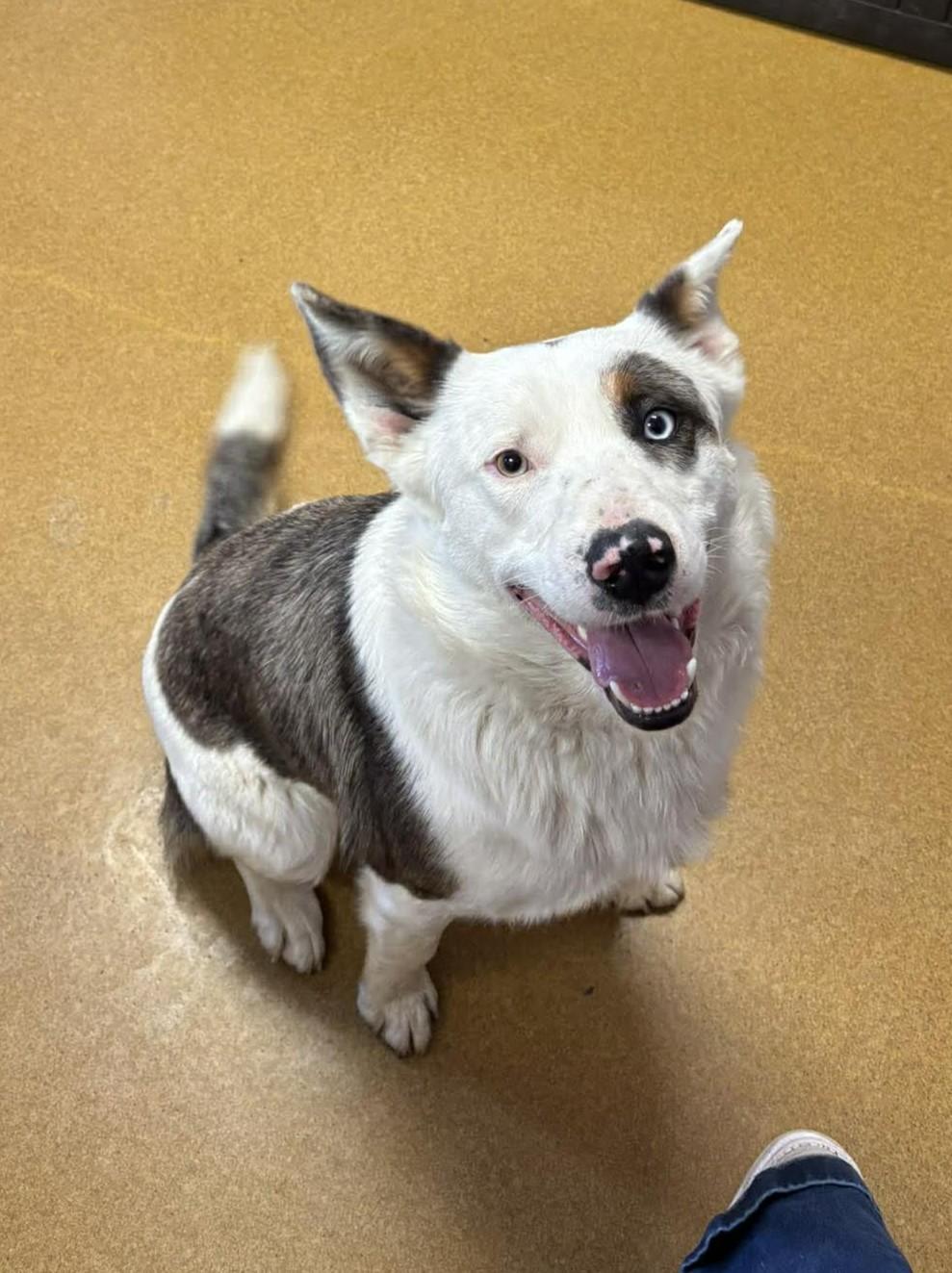 Enlarge Rowan, a ADOPTABLE mixed breed in Maryville, MO image 3/4