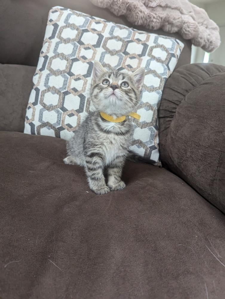 Jane, Adoptable, Kitten Female Domestic Medium Hair.