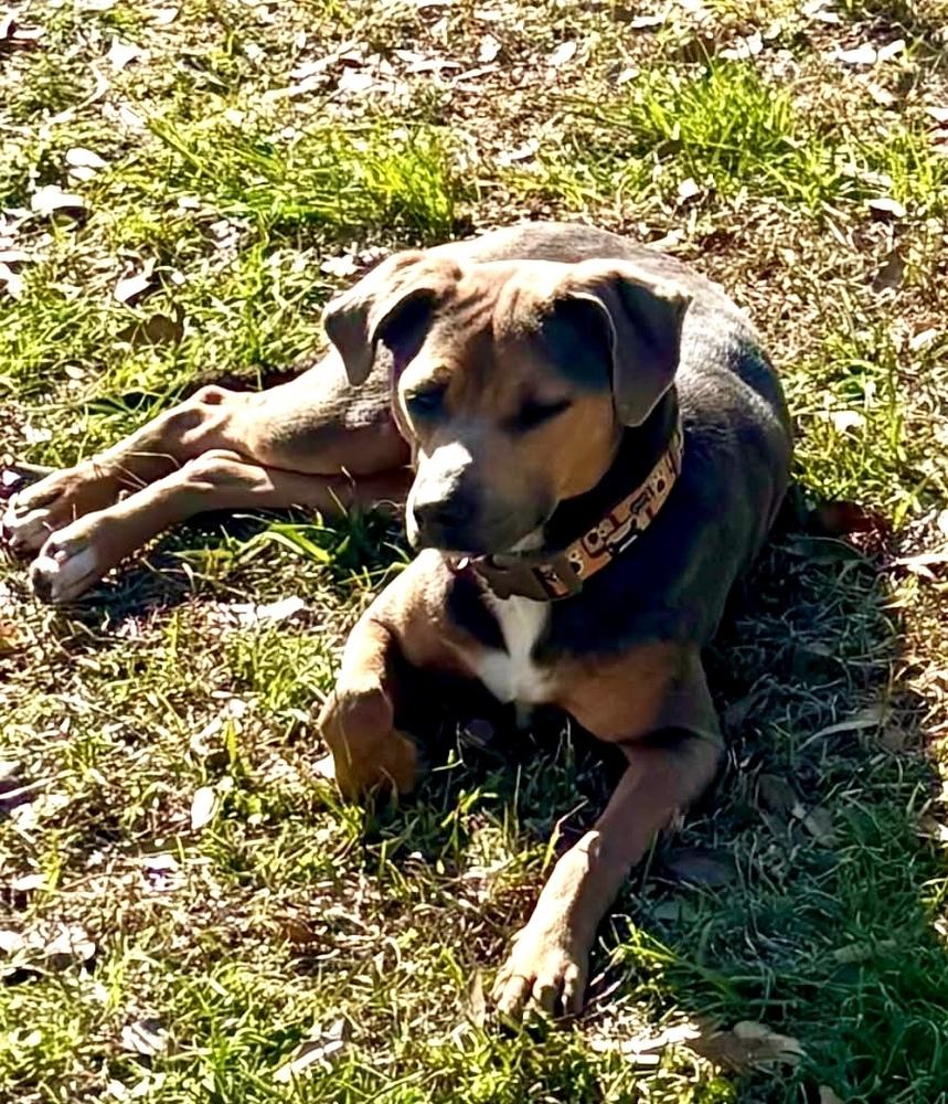 Enlarge Deena, a Adoptable mixed breed in Syracuse, NY image 1/5