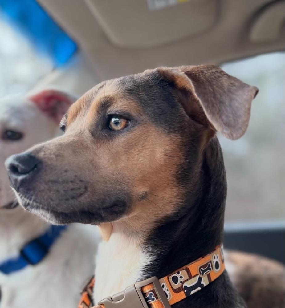 Enlarge Deena, a Adoptable mixed breed in Syracuse, NY image 2/5