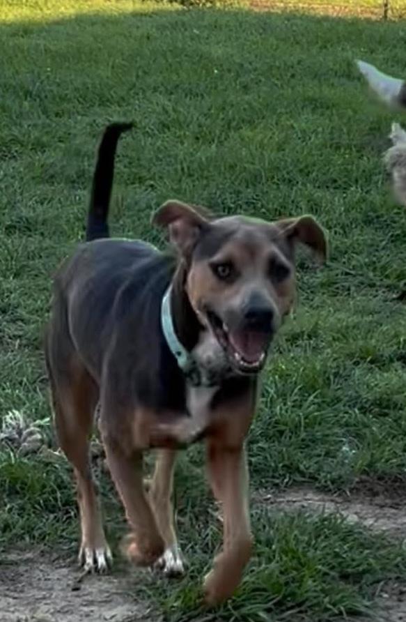 Enlarge Deena, a Adoptable mixed breed in Syracuse, NY image 3/5