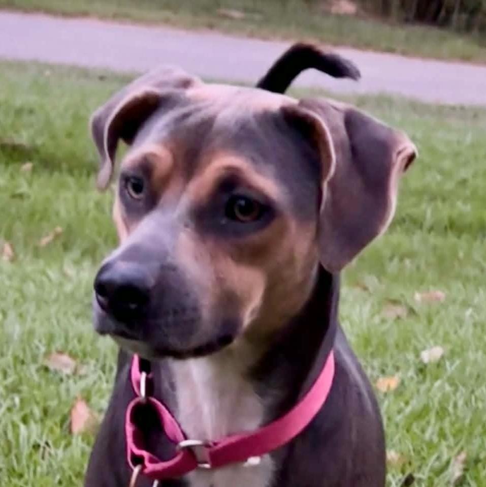 Enlarge Deena, a Adoptable mixed breed in Syracuse, NY image 4/5