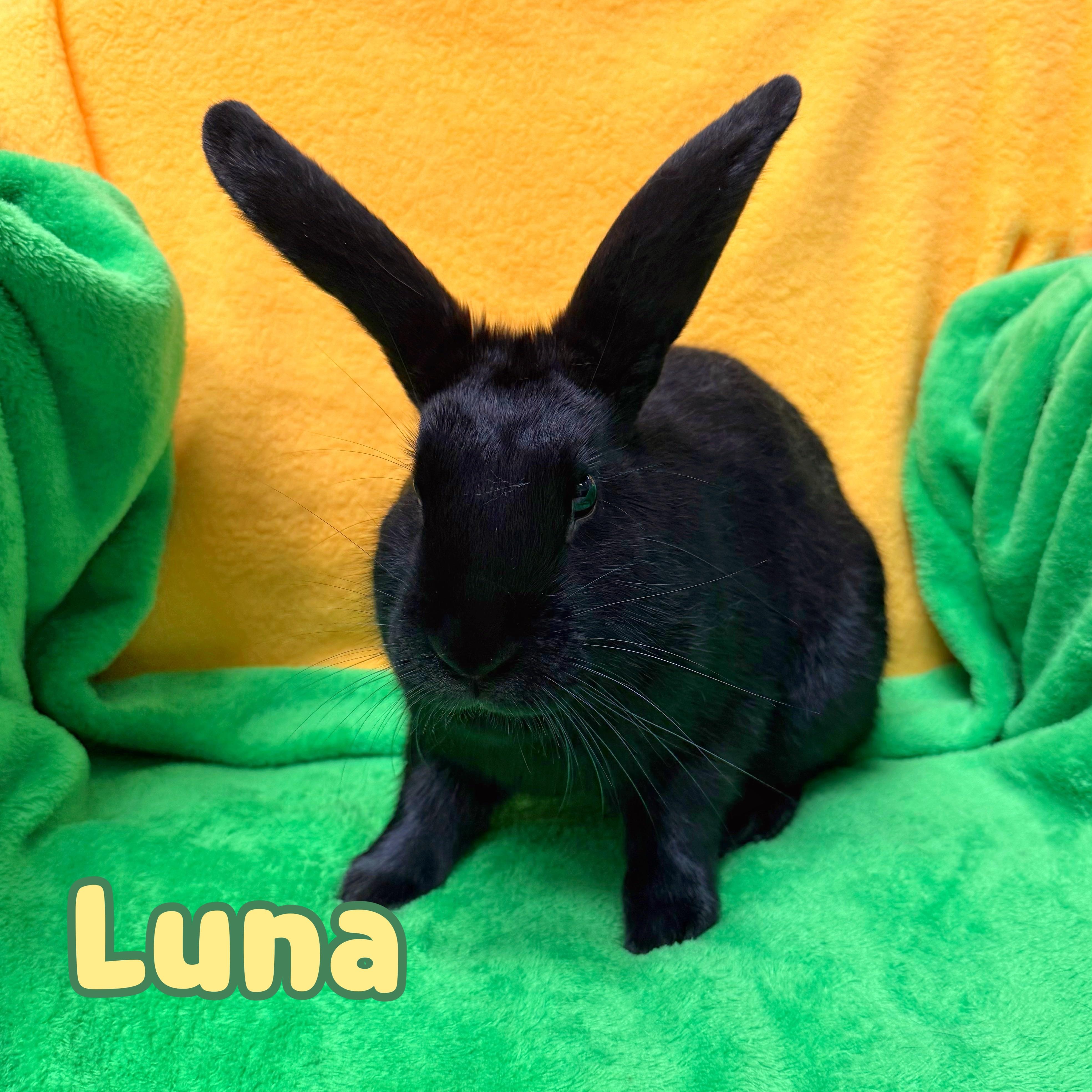 Enlarge Luna, a ADOPTABLE mixed breed in Roseville, CA image 1/1