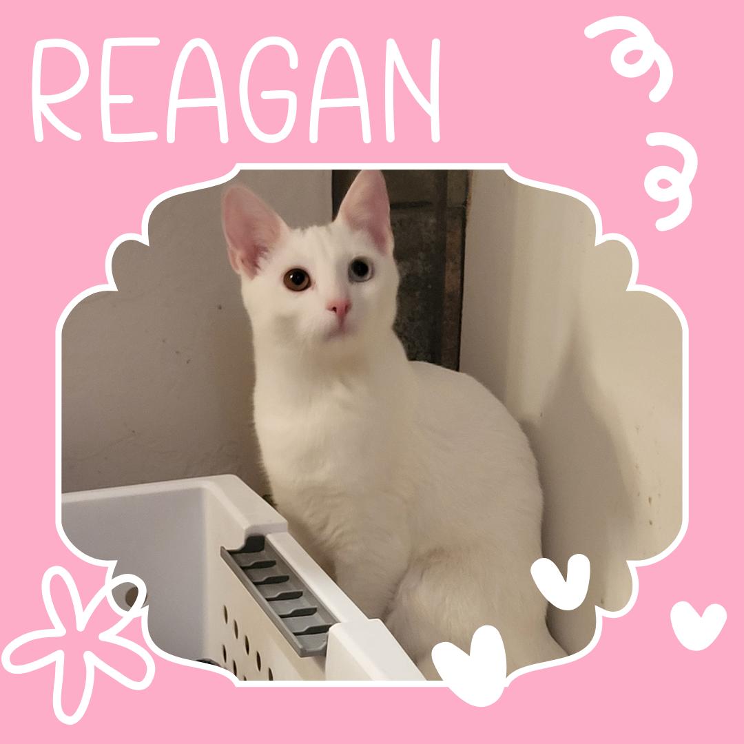 Reagan, Adoptable, Kitten Female Domestic Short Hair.