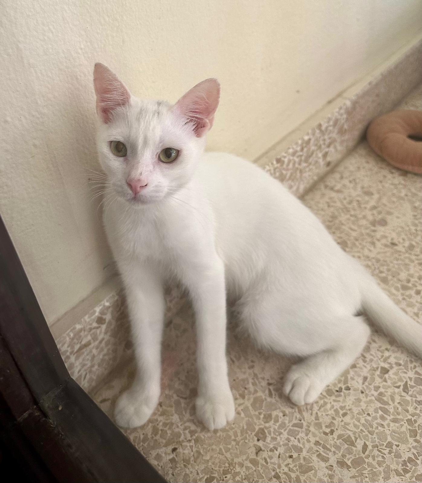 Bianco, Adoptable, Kitten Male Turkish Van.