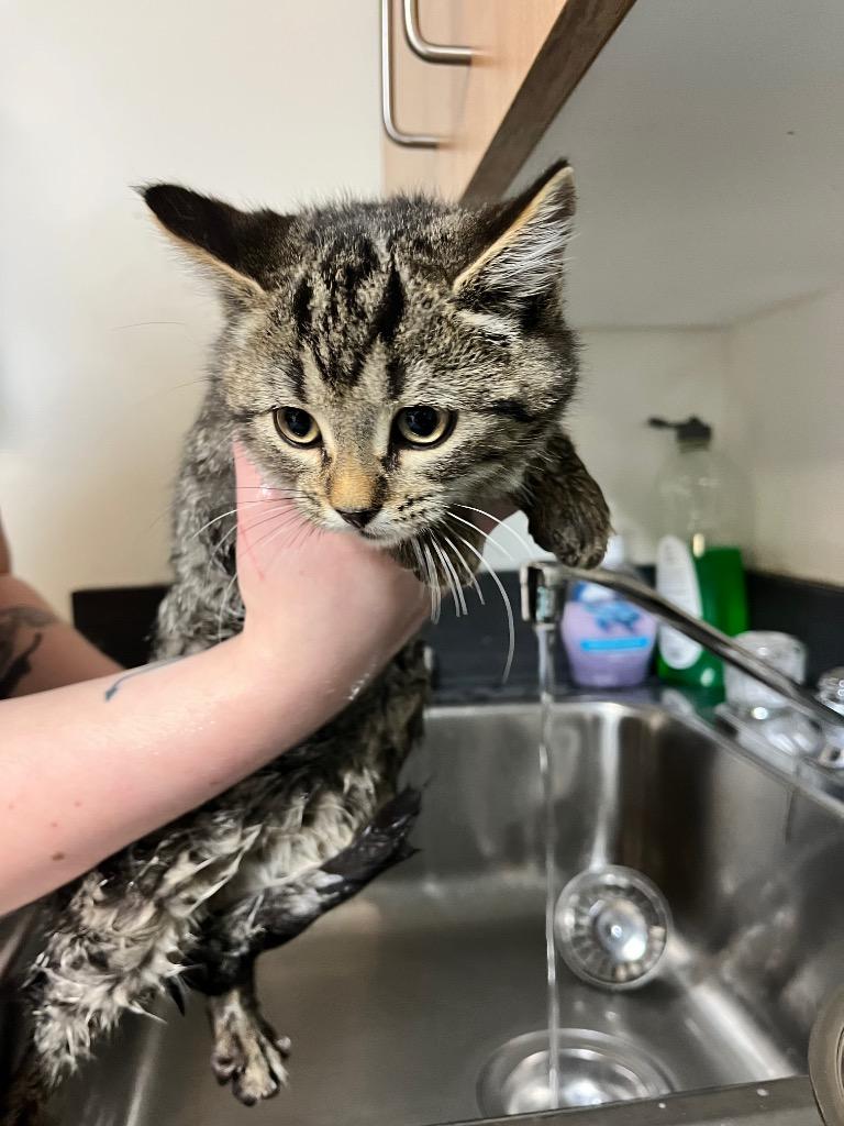 Hot Buttered Rum, Adoptable, Kitten Male Domestic Short Hair.