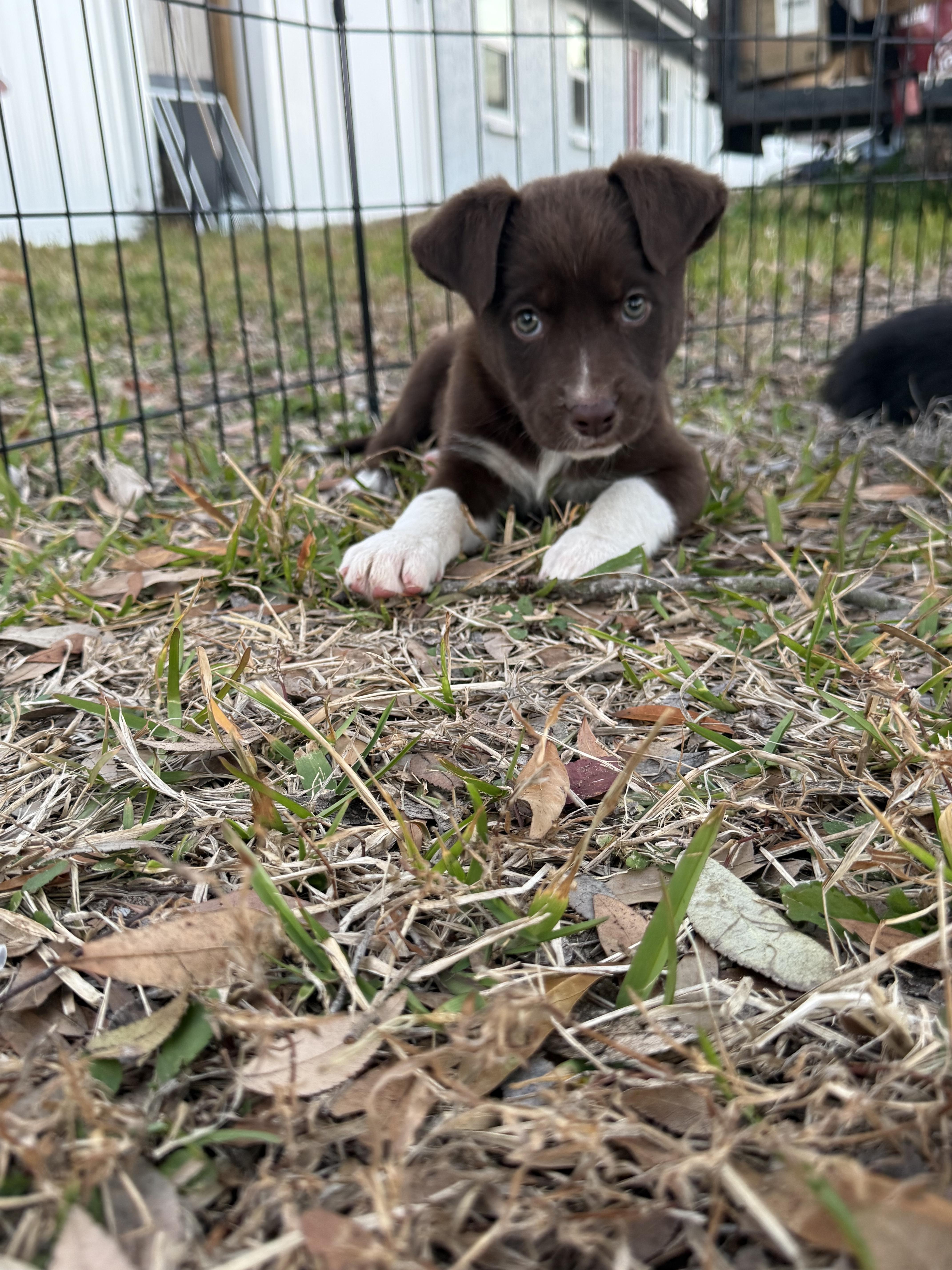Cora, adopted, Puppy Female Chocolate Labrador Retriever & Shepherd.