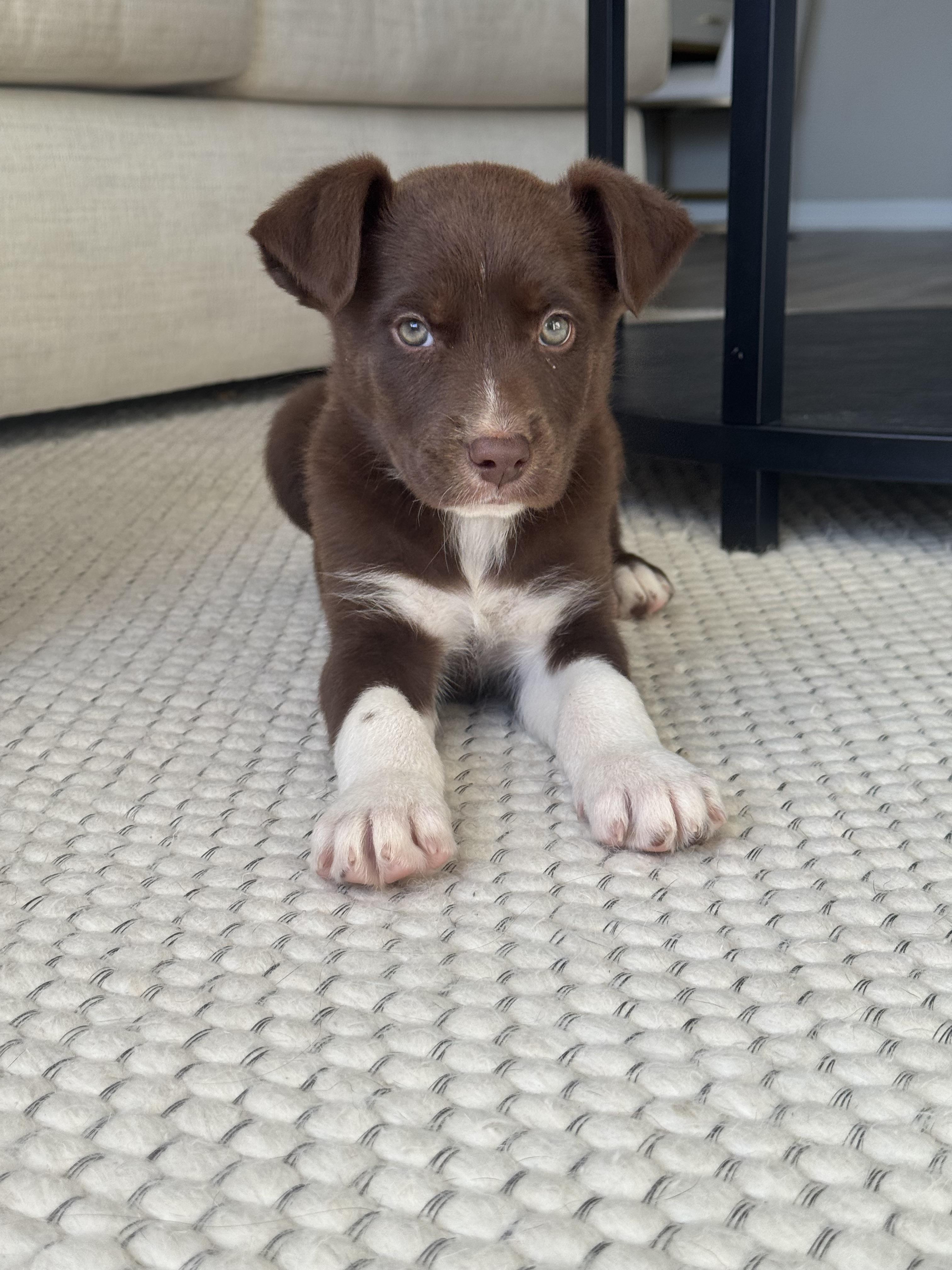 Enlarge Cora, an adopted mixed breed in Tampa, FL image 2/6