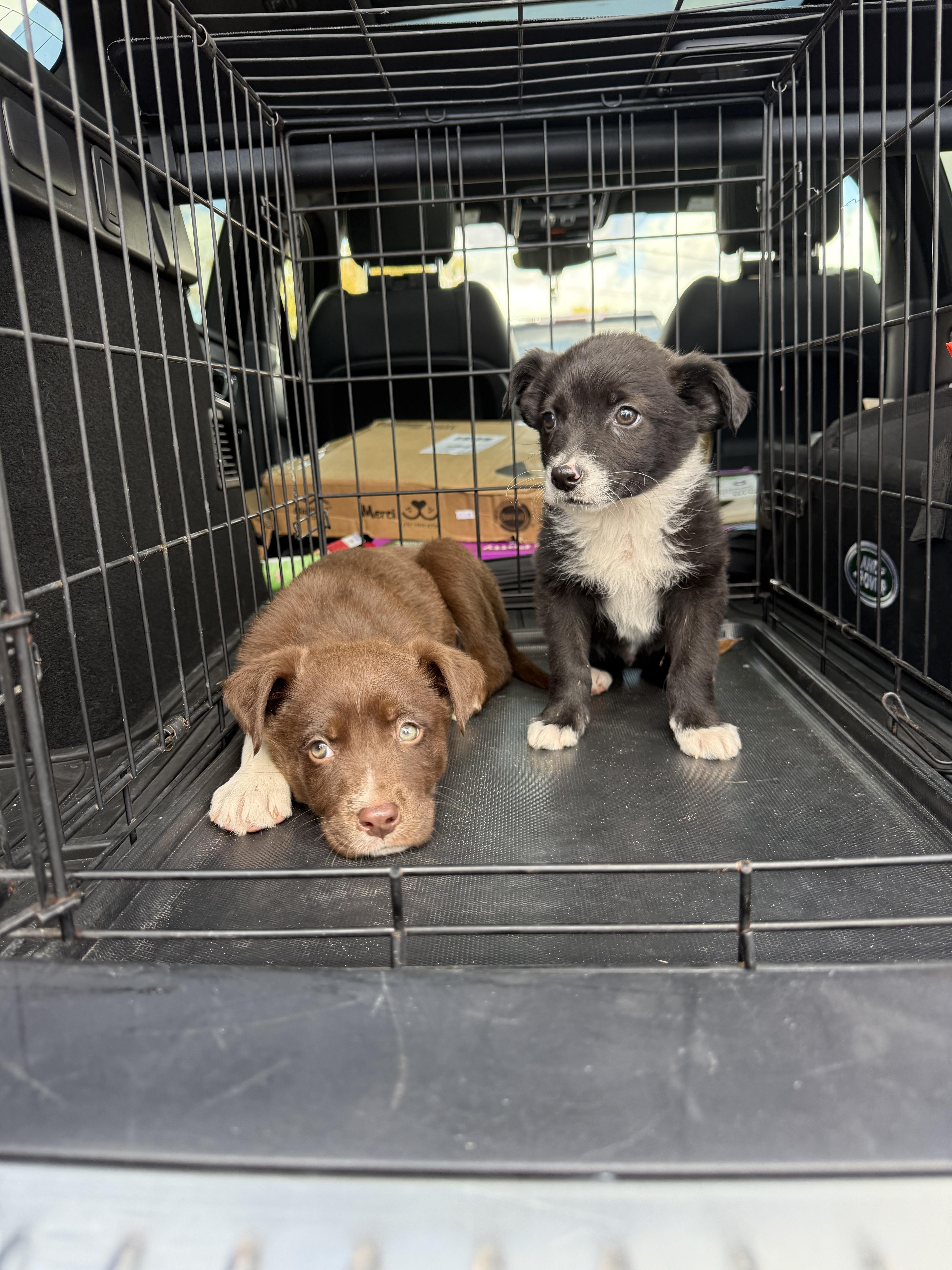 Enlarge Cora, an adopted mixed breed in Tampa, FL image 5/6