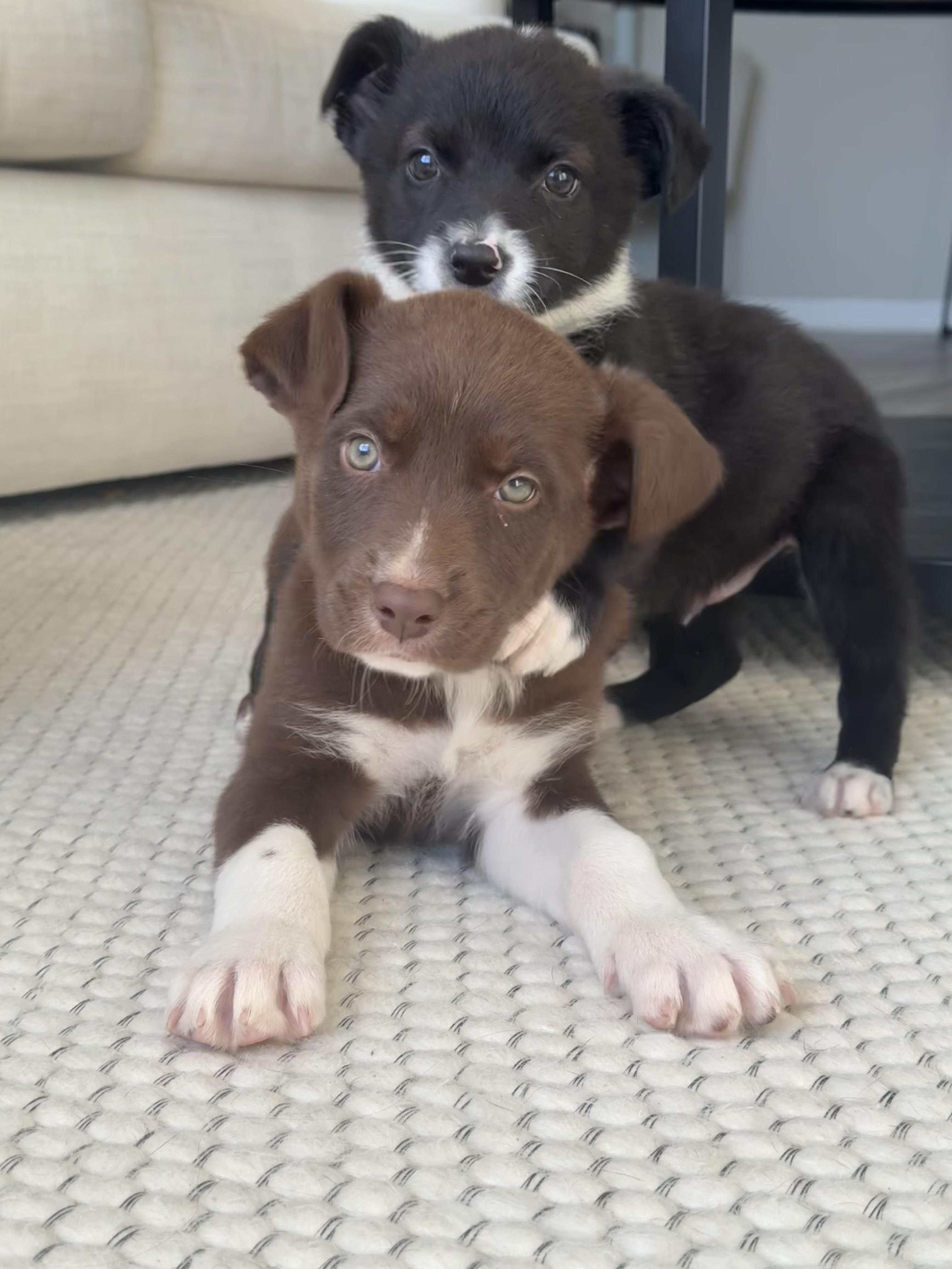 Enlarge Cora, an adopted mixed breed in Tampa, FL image 4/6