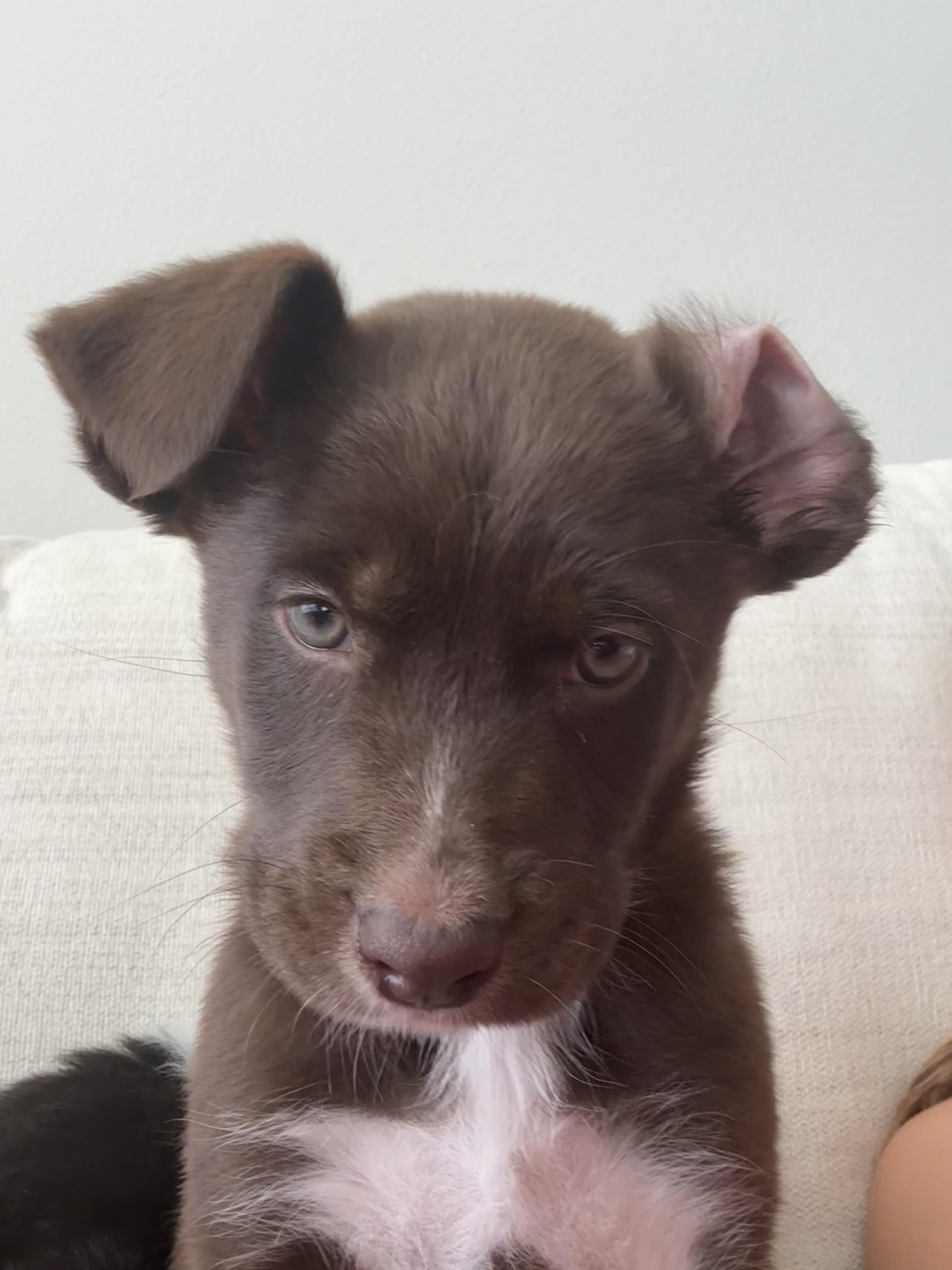 Enlarge Cora, an adopted mixed breed in Tampa, FL image 6/6