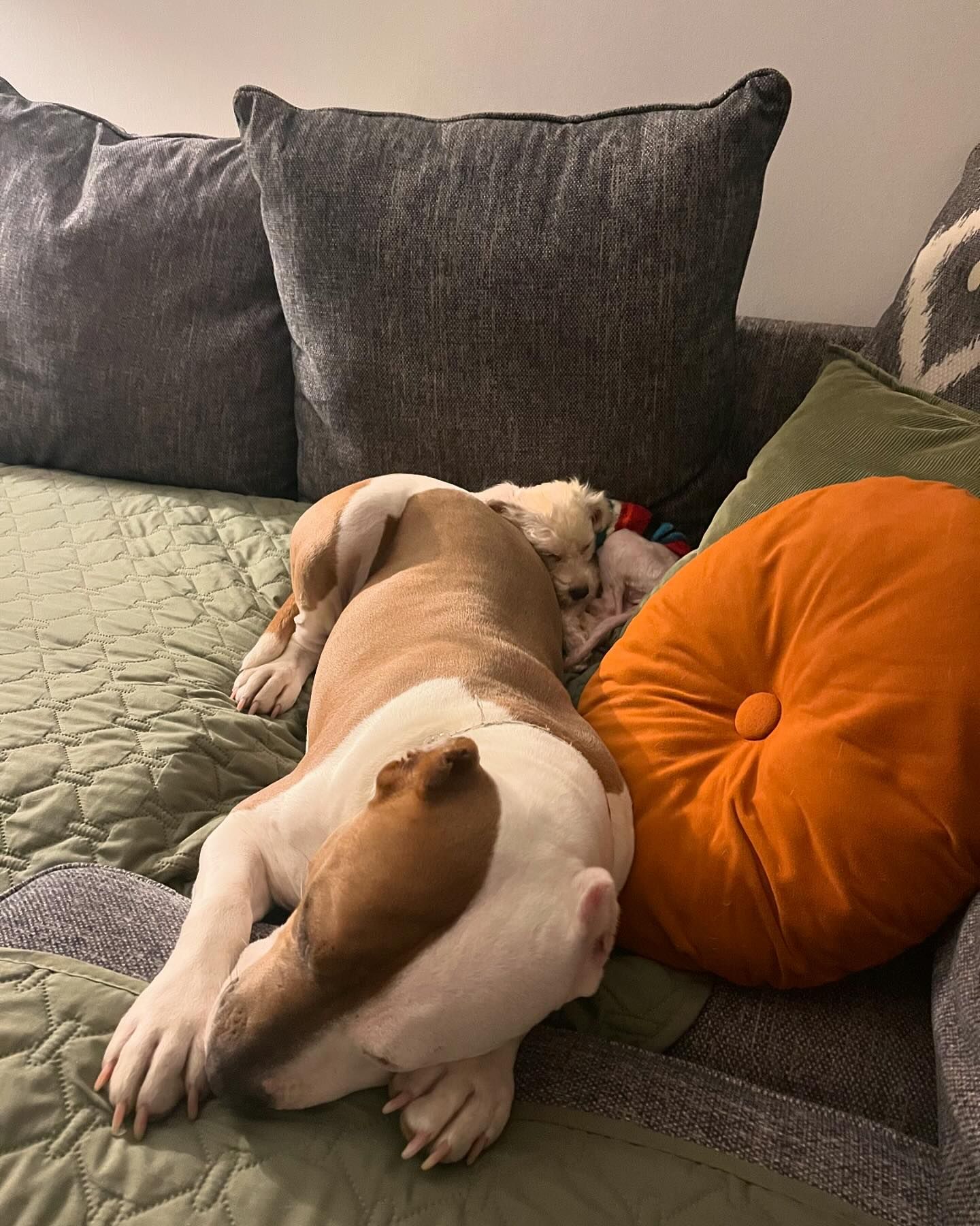 Enlarge Sylvie, a Adopted Poodle in Memphis, TN image 2/2