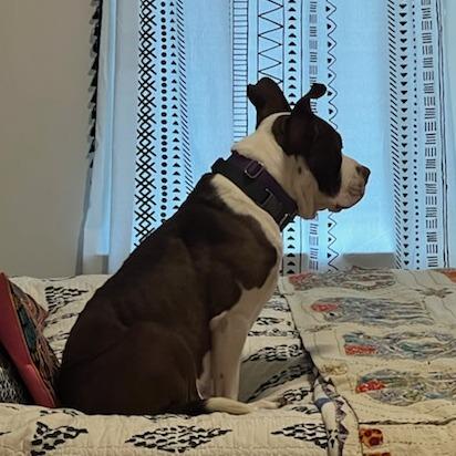 Wally, Adoptable, Adult Male Mixed Breed.