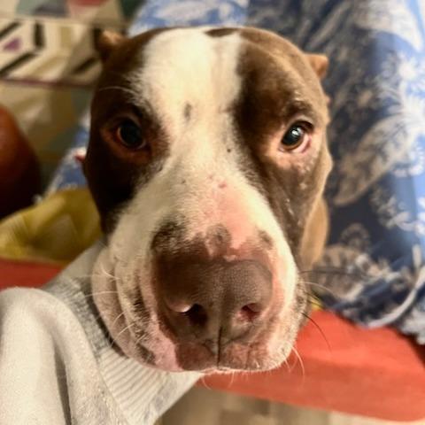 Wally, a Adoptable Mixed Breed in Bentonville, AR image 3/6