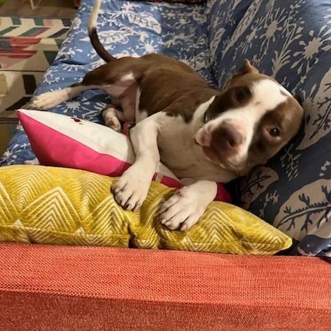 Wally, a Adoptable Mixed Breed in Bentonville, AR image 4/6