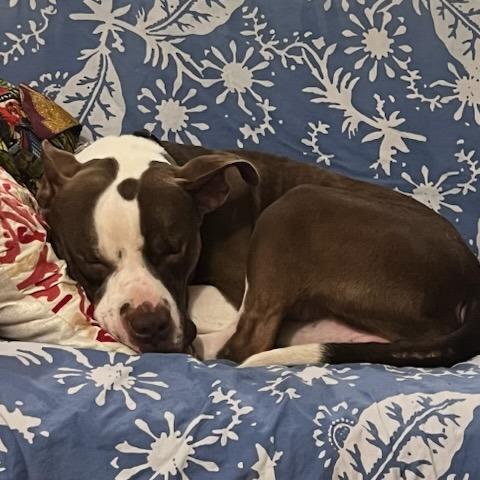 Wally, a Adoptable Mixed Breed in Bentonville, AR image 5/6